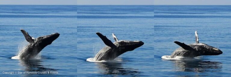 Honolulu: Whale Watching Cruise with Breakfast - The Experience in Detail