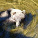 Hoonah: Chichagof Island Brown Bear Search - Who Should Consider This Tour?