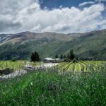 Hop on Hop off Wine Tours Queenstown - The Verdict: Who Should Consider This Tour?