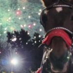 Horse Carriage Ride at Rockefeller Center & Times Square - The Practical Breakdown