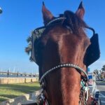 Horse-Drawn Carriage Tour of St Augustine - The Experience: What to Expect