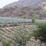 Horseback Riding among Agaves and Food: Experience the Morning in Amatitan - What’s Good and What Could Be Better