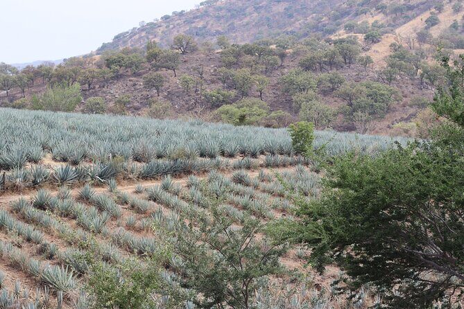 Horseback Riding among Agaves and Food: Experience the Morning in Amatitan - What’s Good and What Could Be Better