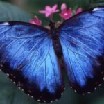 Houston Museum of Natural Science: Cockrell Butterfly Center - Worth the Price? Analyzing the Value