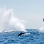Huatulco: Awakening with Stars Dolphins Boat Cruise - The Marine Wildlife and Scenic Highlights