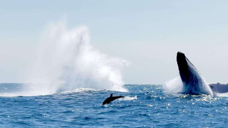 Huatulco: Awakening with Stars Dolphins Boat Cruise - The Marine Wildlife and Scenic Highlights