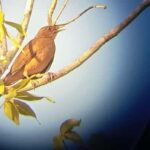 Huatulco: Birdwatching and searching in Huatulco - The Practicalities: What Travelers Should Know