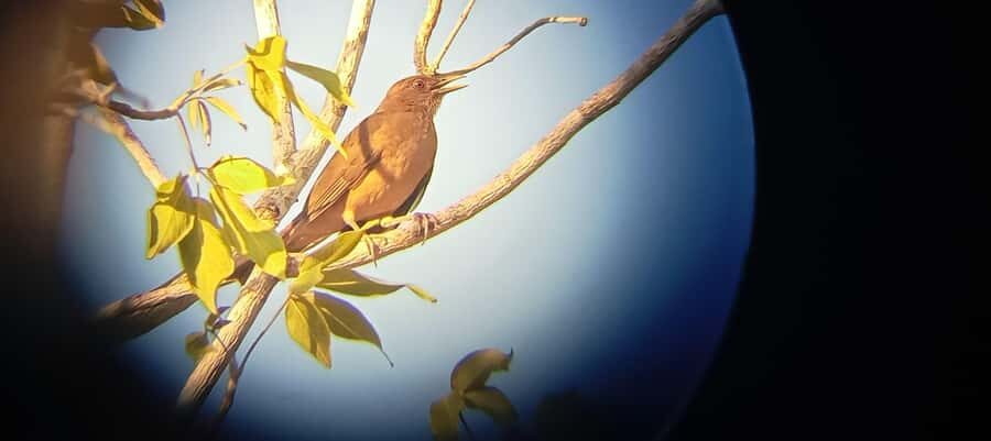 Huatulco: Birdwatching and searching in Huatulco - The Practicalities: What Travelers Should Know