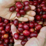 Huatulco: Local Coffee Tasting and Cultural Experience - The Experience in Detail