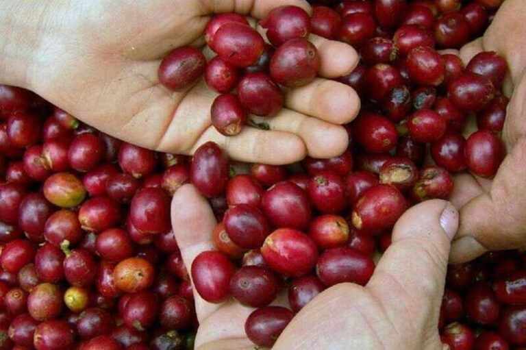 Huatulco: Local Coffee Tasting and Cultural Experience - The Experience in Detail