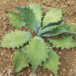 Huatulco: Private Mezcal Factory Experience - Practicalities