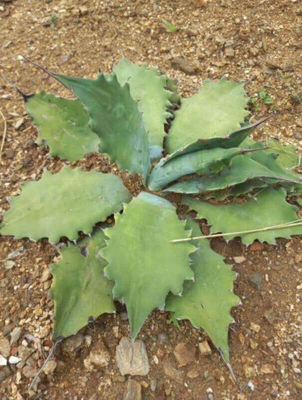 Huatulco: Private Mezcal Factory Experience - Practicalities