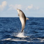 Huatulco: Sunrise Dolphin Watching with Beach Visit - The Experience: What It Feels Like