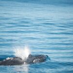 Humpback Whale Safari - An In-Depth Look at the Humpback Whale Safari