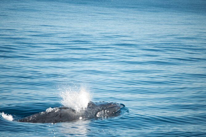 Humpback Whale Safari - An In-Depth Look at the Humpback Whale Safari