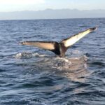 Humpback Whale Watching Private Tour - Summary: Is this tour worth it?