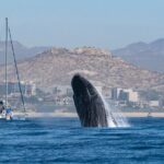 Humpback Whale Watching Private Tour Lead by Marine Biologist - The Costs and Value