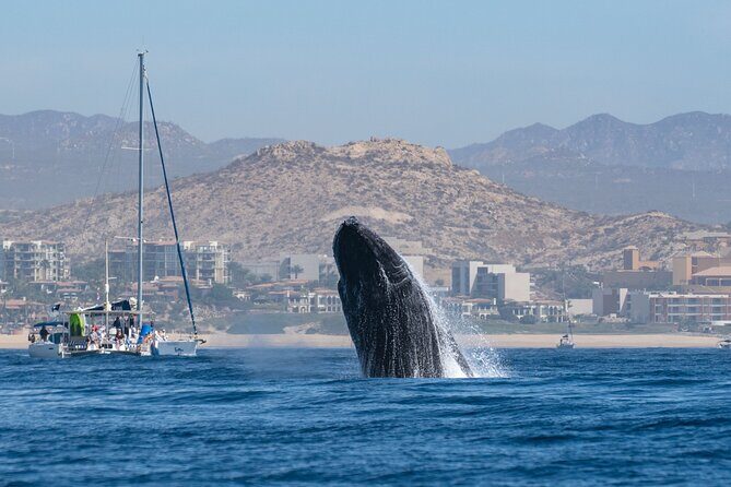 Humpback Whale Watching Private Tour Lead by Marine Biologist - The Costs and Value