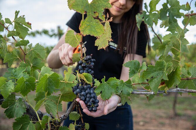 Hunter Valley Premium Tastings with Lunch - Brokenwood Wines: Elegance and Food Pairing