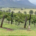Hunter Valley Wine Tasting | Private Day Tour | From Sydney - The Practical Details
