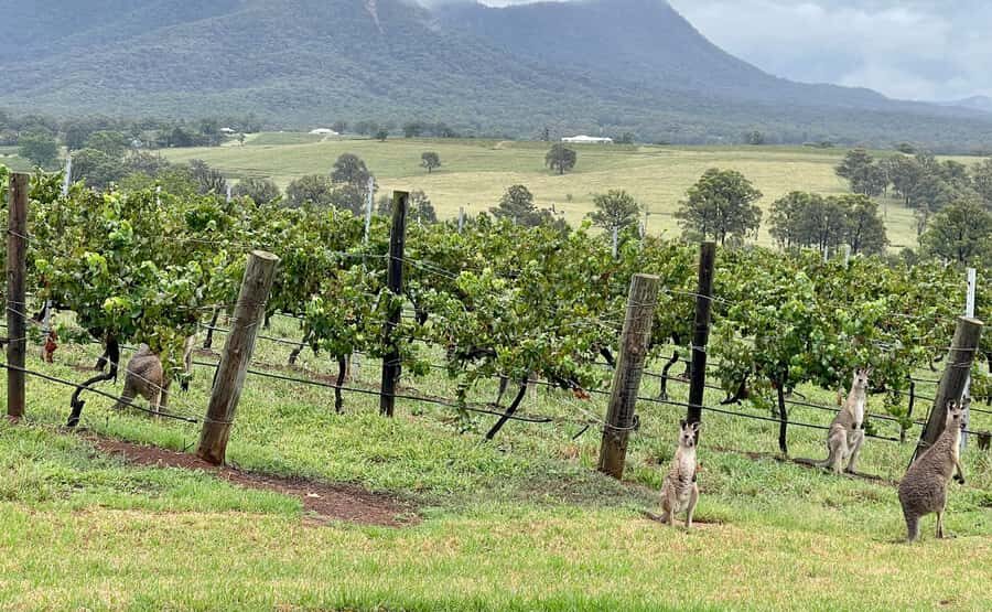 Hunter Valley Wine Tasting | Private Day Tour | From Sydney - The Practical Details