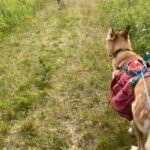 Husky Hike and Forest Adventure - The Experience in Detail
