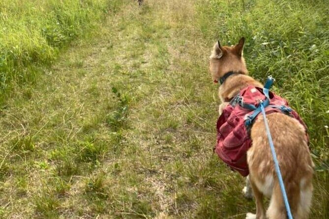 Husky Hike and Forest Adventure - The Experience in Detail