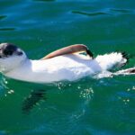 Iconic Wildlife Tour with Yellow Eyed Penguins & Royal Albatross - Final Thoughts