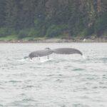 Icy Strait Whale & Wildlife Endeavor - Value for Money