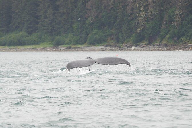 Icy Strait Whale & Wildlife Endeavor - Value for Money