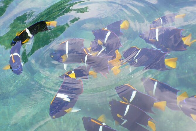 Enjoy paradise: Hidden Beach Snorkeling Adventure - The Experience from Reviews: Authentic Insights