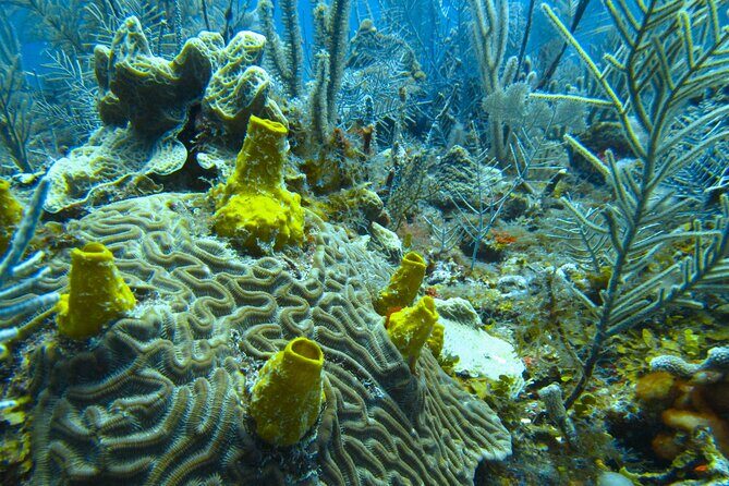 In Contact with Nature, Sian Ka'an Biosphere Boat Ride Tour - The Travel Experience: Pros and Cons