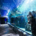 Inbursa Aquarium Entry Ticket with VR Option - The VR Experience: A Tech-Savvy Twist