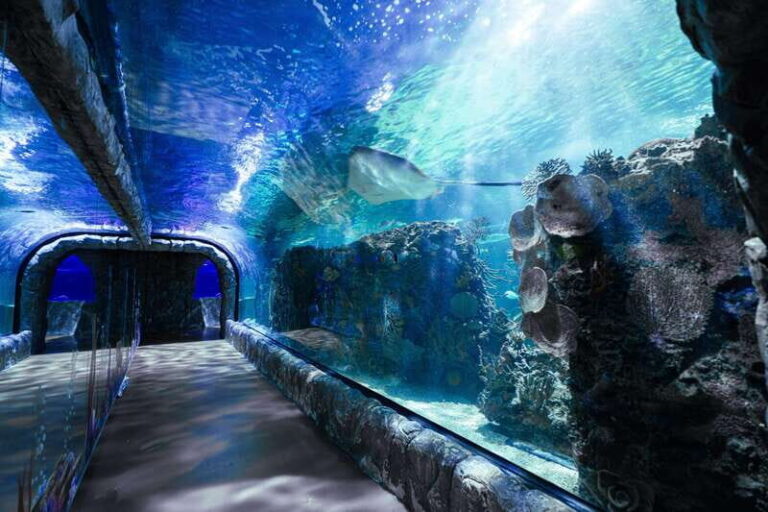 Inbursa Aquarium Entry Ticket with VR Option - The VR Experience: A Tech-Savvy Twist