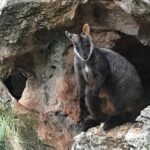 Inside the Greater Blue Mountains World Heritage - A Private Wildlife Safari Overnight - Who Should Consider This Tour?