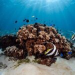 Introductory Dive in Bora Bora (afternoon) - The Group Size and Timing
