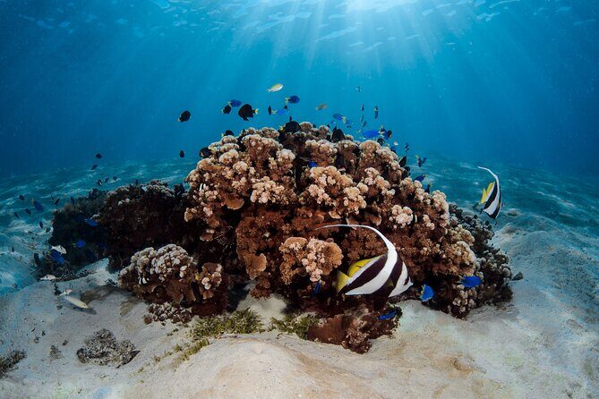 Introductory Dive in Bora Bora (afternoon) - The Group Size and Timing