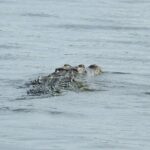 Isla Blanca wildlife expedition private bike & boat tour cancun mexico - The Itinerary Breakdown