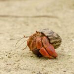 Isla Contoy Private Day Tour, from Cancun - Final Thoughts