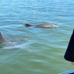 Island Paradise: Dolphin, Shelling, Birding Eco Boat Tour - What Makes This Tour Stand Out?