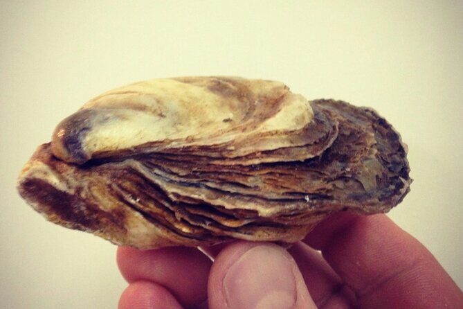 Island Tour with Oyster Tasting & Merroir Experience P.E.I. - The Price and Value