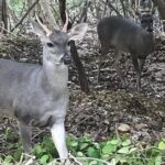 Ixtapa Island Tour - Practical Considerations