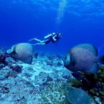 Ixtapa: Nighttime Underwater Exploration at Piedra Solitaria - The Experience in Detail