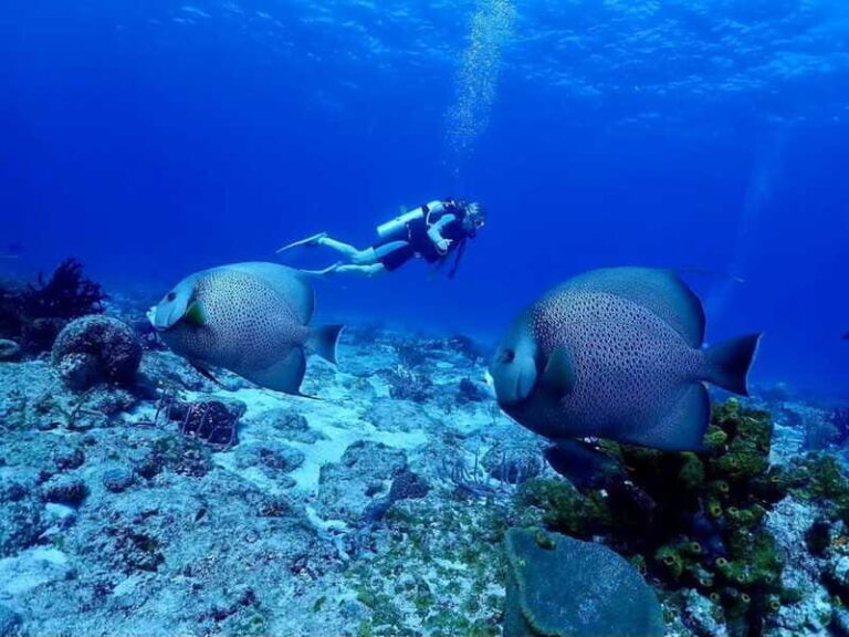 Ixtapa: Nighttime Underwater Exploration at Piedra Solitaria - The Experience in Detail