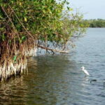 Ixtapa-Zihuatanejo: Barra de Potosi Scenic Lagoon Tour - What to Expect in Terms of Logistics