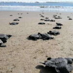Ixtapa-Zihuatanejo: Turtle Release Tour. - Who Should Consider This Tour?