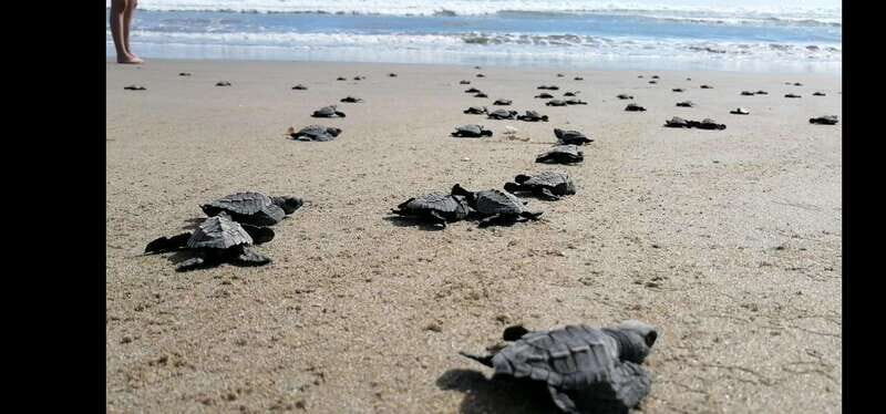 Ixtapa-Zihuatanejo: Turtle Release Tour. - Who Should Consider This Tour?