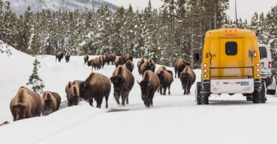 Jackson: 4-Day Grand Teton & Yellowstone Winter Tour - What’s Included and What To Know
