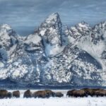 Jackson: Grand Teton and National Elk Refuge Winter Day Trip - Key Points