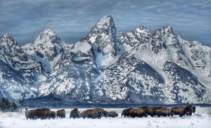 Jackson: Grand Teton and National Elk Refuge Winter Day Trip - Key Points
